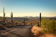 Road and saguaro cactus in the Phoenix Arizona Sonoran Desert during sunset. 