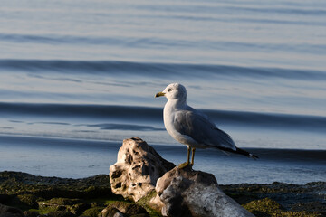 Wall Mural - Ring-billed gull stands perched on driftwood along shore of lake