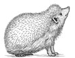 Vintage engrave isolated hedgehog set illustration cut ink sketch. Wild pet background line hedge art