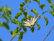 A Sail Swallowtail Butterfly Resting On A Tree
