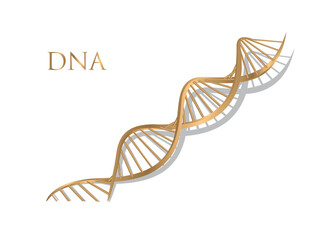 vector dna 3d gold on white background