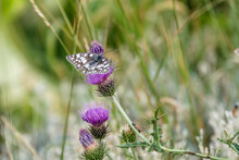 Black And White Butterfly On Cardoon Flower At Terminillo Slopes, Near Rieti, Italy