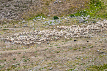 dogs monitoring large flock of sheep on Terminillo barren slopes, near Rieti, Italy