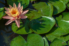 Beautiful Pink Lotus Or Water Lily Flowers Blooming On Pond Summer Lake  Green Leaves Blooming Lotus  Rain Drops Water Decorative Botanical Garden Moldova