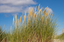 Close Up Of Beach Or Marram Grass, Also Called Ammophila Arenaria Or Strandhafer