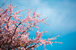 © Vera - Spring cherry blossoms against a blue sky. Pink flowers spring landscape with blooming pink tree. Beautiful sakura garden on a sunny day. Beautiful concept of romance and love with delicate flowers.