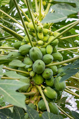 Wall Mural - Organic fresh papaya growing in the garden close up