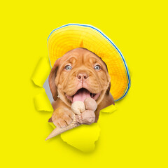 Mastiff puppy wearing summer hat eats ice cream and looks through a hole in yellow paper