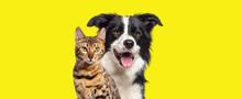 Brown Bengal Cat And A Border Collie Dog With Happy Expression Together On Yellow Background, Banner Framed Looking At The Camera