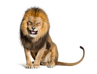 Wall Mural - Lion pulling a face and looking at the camera, isolated on white