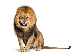 Wall Mural - Lion pulling a face and looking at the camera, isolated on white