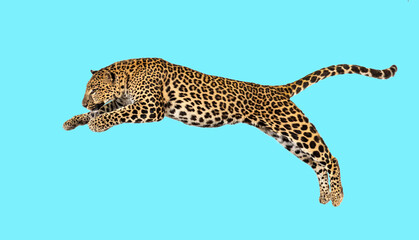 Wall Mural - Spotted leopard leaping, panthera pardus on blue