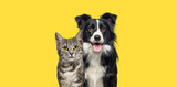 Fototapeta Kawa jest smaczna - Grey striped tabby cat and a border collie dog with happy expression together on yellow background, banner framed looking at the camera