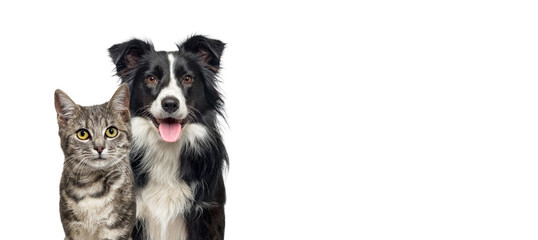 Poster - Grey striped tabby cat and a border collie dog with happy expression together isolated on white, banner framed looking at the camera