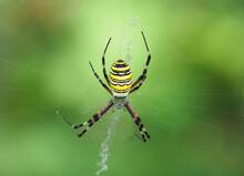 The Wasp Spider On The Net, Argiope Bruennichi