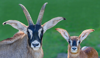 Frontal close up of Roan Antelope father and his son (Hippotragus equinus)