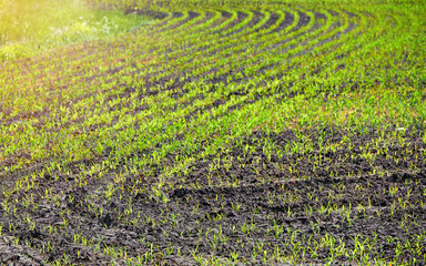 Wall Mural - Corn crop on farm field. Grow and plant corn. Corn crop gardening. Cornfield, young sprouts growing in rows. Rows of young corn plants on farm field in the sun.