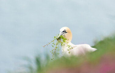 Wall Mural - northern gannet with nesting material in the beak