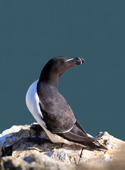 Wall Mural - close up of a razorbill against clear blue background