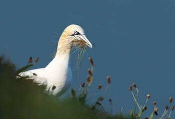 Wall Mural - northern gannet with nesting material in the beak