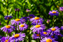Purple Flowers Of Italian Asters