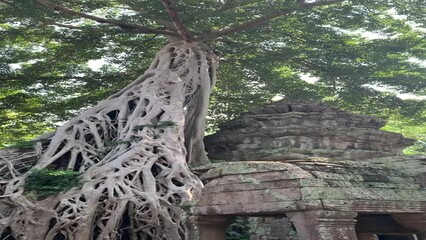 Sticker - Banian monumental d'un temple à Angkor - Cambodge