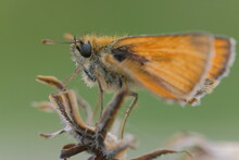 Little Orange Butterfly On A Dried Plant