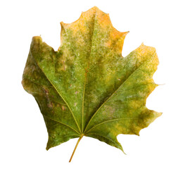 Sticker - Autumn maple branch with leaves isolated on background