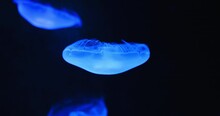 White medusa. Underwater shot of Aurelia Hawaii, moon jellyfish, saucer jelly floating in sea waters, captivity, aquarium. Family Ulmaridae. Close-up, slow motion. White medusa. Endangered species.