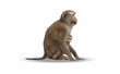 Cute monkey isolated on white background. Vector illustration