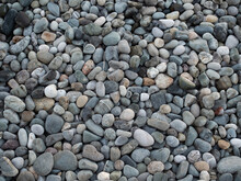 Smooth Round Pebbles Texture Background. Pebble Sea Beach Close-up, Dark Wet Pebble And Gray Dry Pebble.