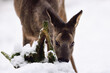 Roe deer female standing on forest meadow in snow and looking for food on a ground, head portrait, winter, lower saxony, germany, (capreolus capreolus)