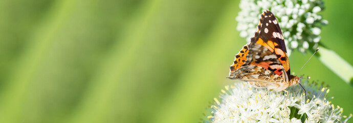 Butterfly on blossom flower in green nature....