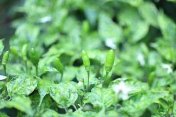 Wall Mural - close up of green leaves