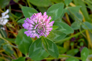 Canvas Print - Purple Clover Green Leaf 08