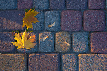 Wall Mural - Yellow autumn maple leaves in the sun on stone pavement background. Autumn composition with fallen leaves top view.