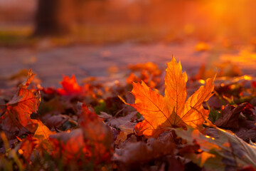 Wall Mural - Red autumn maple leaf glows in sun rays. Fallen foliage in city park close-up. Warm natural backlit background.