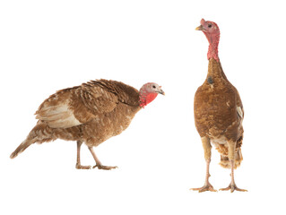 Poster - brown female and male turkeys isolated on white background