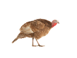 Poster - brown turkey isolated on white background