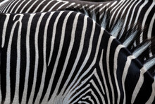 Fur Pattern Of Grevy’s Zebras (Equus Grevyi)