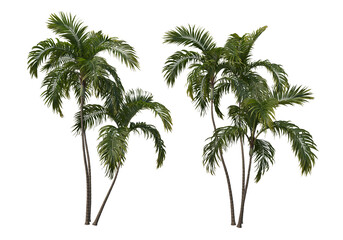 Tropical plants on a transparent background
