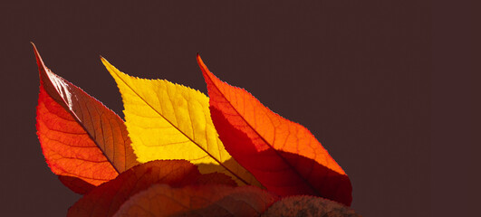 Wall Mural - Yellow and red autumn leaves glow in the sun isolated on dark background with copy space. Autumn composition with fallen leaves for seasonal concepts.