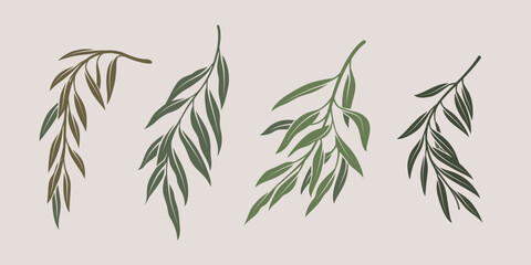 Wall Mural - Illustration of willow branch. Set of branches with leaves. Contour vector illustration.