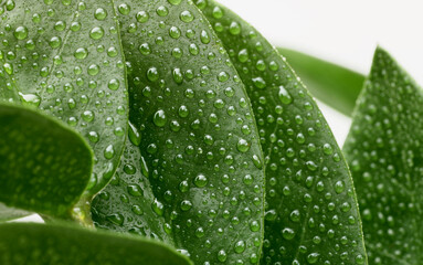 Wall Mural - Green leaf with water drop. Nature horizontal background.