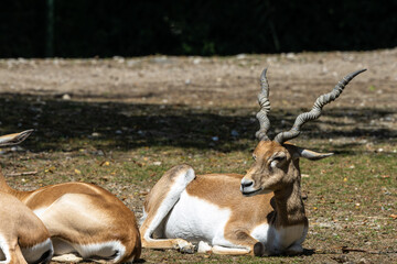 Indian Blackbuck, Antelope cervicapra or Indian antelope.