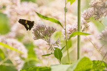 Silver Colored Skipper Butterfly On Light Purple Wildflowers On A Summer Day