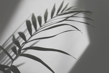 Palm leaf and soft focus gray grain texture black and white refraction wall. Light and shadow smoke abstract copy space background.