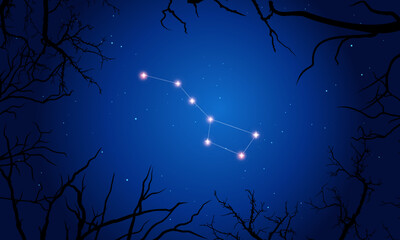 Wall Mural - сonstellation of ursa major. stars in the night sky with silhouette of tree