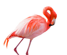 Transparent PNG Of Beautiful Flamingo.
