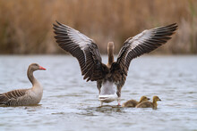 The Greylag Goose Or Graylag Goose 